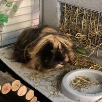 2 femelles adorables et autonomes #3