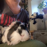 2 femelles adorables et autonomes #4