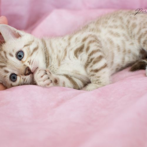 Chatons bengal silver, brown et snow #3