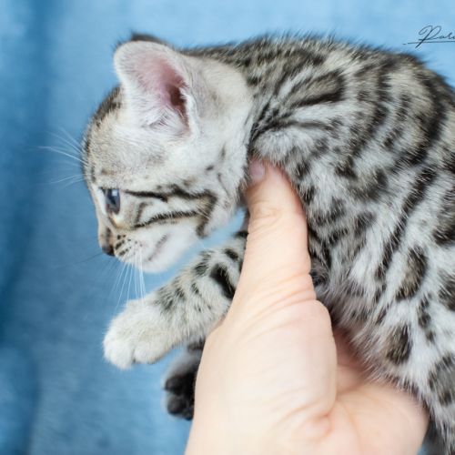Chatons bengal silver, brown et snow #5