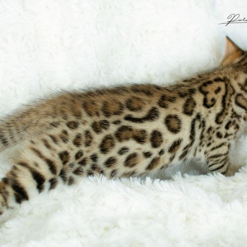 Chatons bengal silver, brown et snow #7