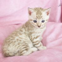 Chatons bengal silver, brown et snow