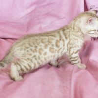 Chatons bengal silver, brown et snow #2