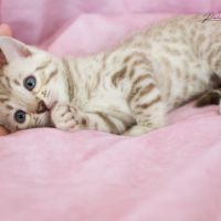 Chatons bengal silver, brown et snow #3