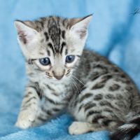 Chatons bengal silver, brown et snow #4