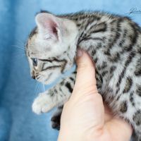 Chatons bengal silver, brown et snow #5
