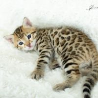 Chatons bengal silver, brown et snow #6