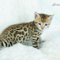 Chatons bengal silver, brown et snow #8