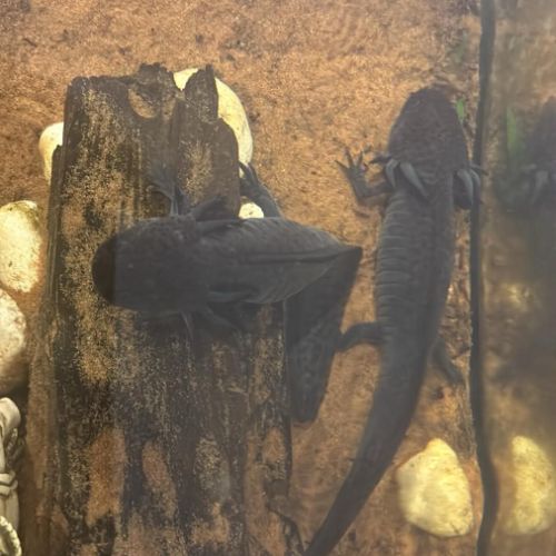 Couple d’axolotl #2