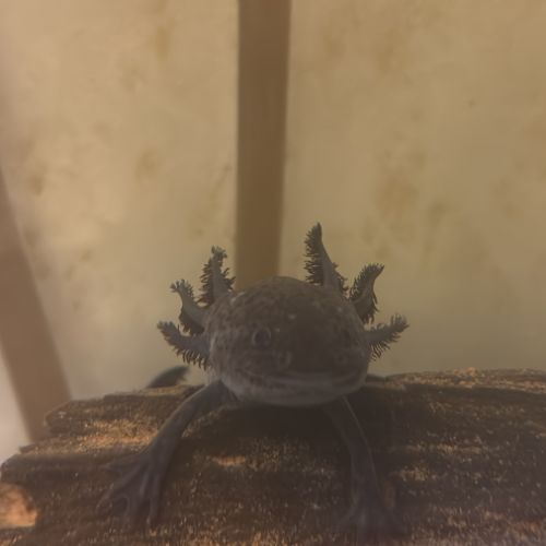 Couple d’axolotl #3