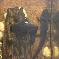 Couple d’axolotl #2