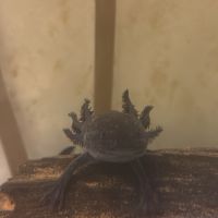 Couple d’axolotl #3