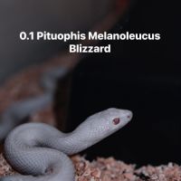 Pituophis melanoleucus