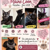 3 femelles type maine coon non lof disponibles #1