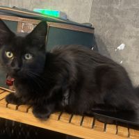 3 femelles type maine coon non lof disponibles #2