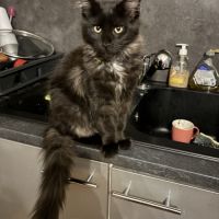 3 femelles type maine coon non lof disponibles