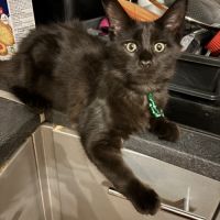 3 femelles type maine coon non lof disponibles #4