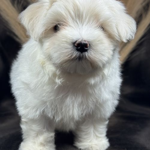 Brume, femelle bichon maltais naine lof #3
