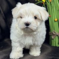 Brume, femelle bichon maltais naine lof