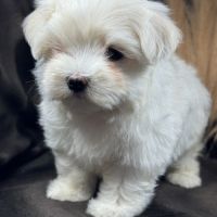 Brume, femelle bichon maltais naine lof #2