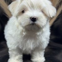 Brume, femelle bichon maltais naine lof #3