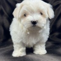Brume, femelle bichon maltais naine lof #4