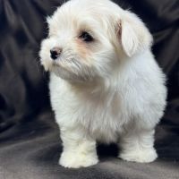Brume, femelle bichon maltais naine lof #5