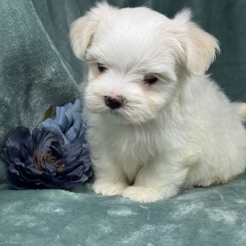 Bélie, femelle bichon maltais naine, lof #2