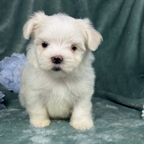 Bélie, femelle bichon maltais naine, lof #0
