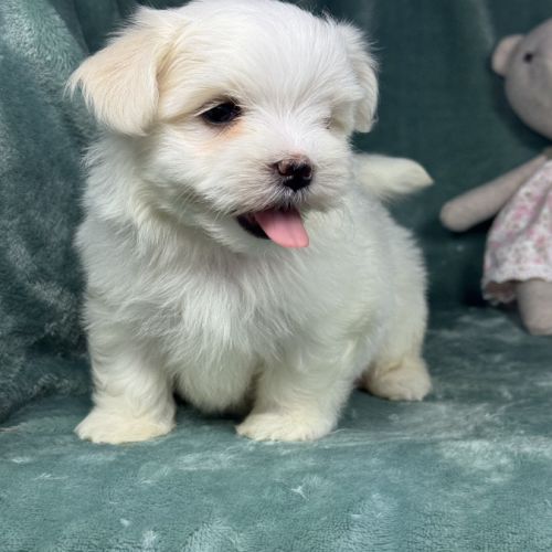 Bélie, femelle bichon maltais naine, lof #5