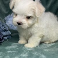 Bélie, femelle bichon maltais naine, lof #1