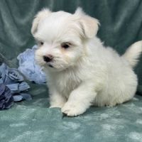 Bélie, femelle bichon maltais naine, lof #3