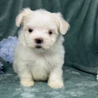 Bélie, femelle bichon maltais naine, lof