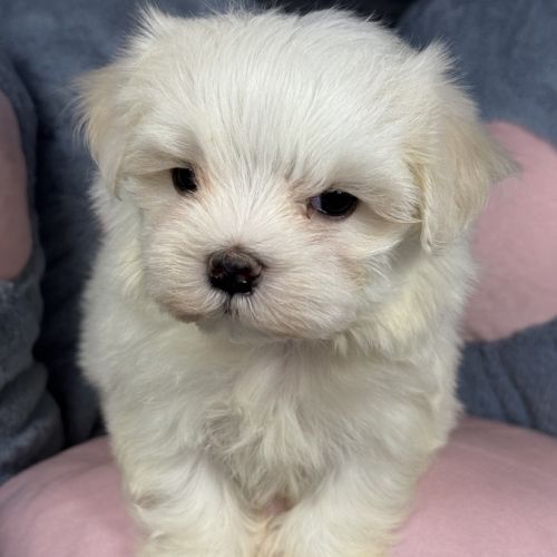 Bess, femelle bichon maltais naine, lof #0