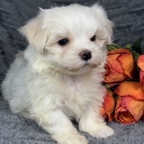 Bess, femelle bichon maltais naine, lof #3