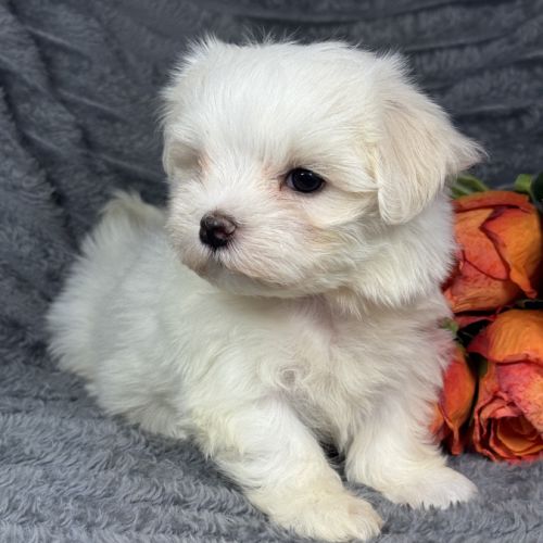 Bess, femelle bichon maltais naine, lof #4