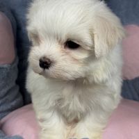 Bess, femelle bichon maltais naine, lof #2