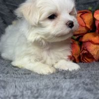 Bess, femelle bichon maltais naine, lof #5