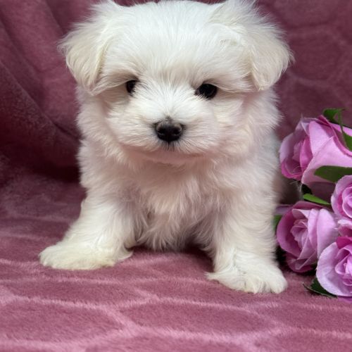 Bulle, femelle bichon maltais naine, lof #1