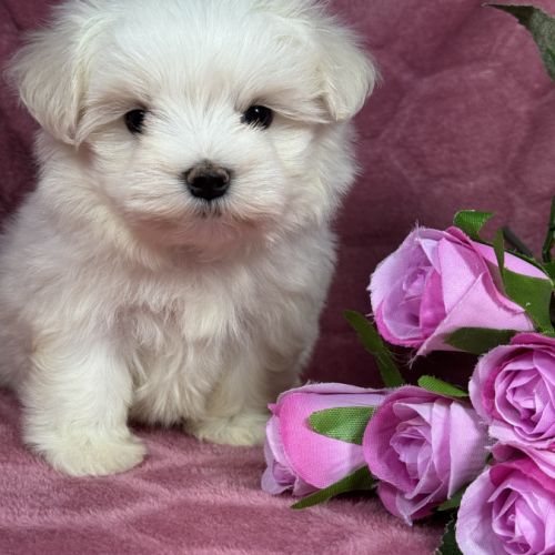 Bulle, femelle bichon maltais naine, lof #0