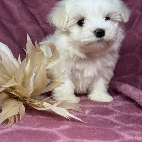 Bulle, femelle bichon maltais naine, lof #4