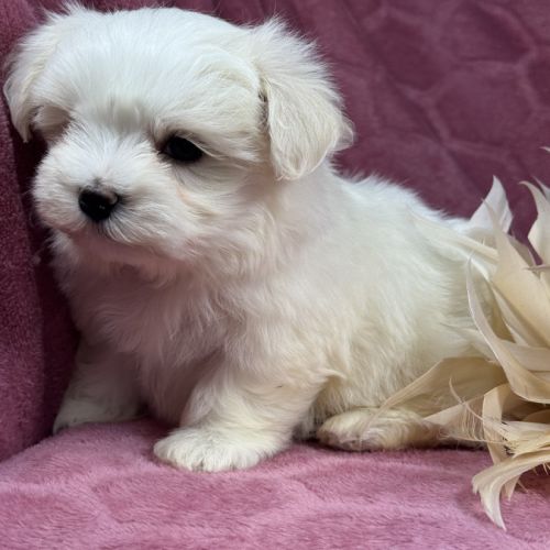 Bulle, femelle bichon maltais naine, lof #5