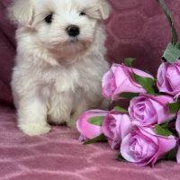 Bulle, femelle bichon maltais naine, lof #2