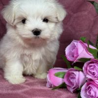 Bulle, femelle bichon maltais naine, lof