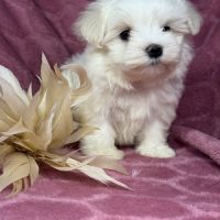 Bulle, femelle bichon maltais naine, lof #4