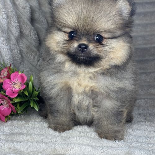 Bloomy, femelle spitz nain poméranien lof #0