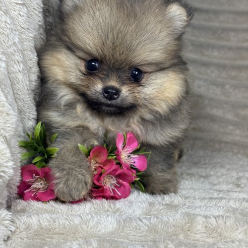 Bloomy, femelle spitz nain poméranien lof #2