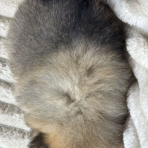 Bloomy, femelle spitz nain poméranien lof #5