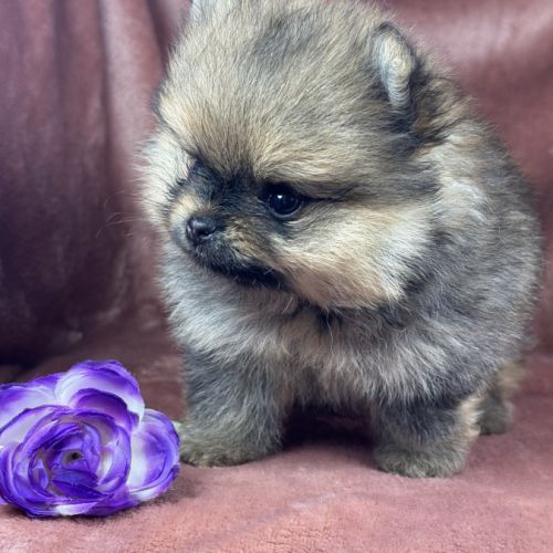 Bliss, femelle spitz nain poméranien,lof #2
