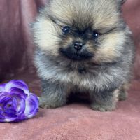 Bliss, femelle spitz nain poméranien,lof #1